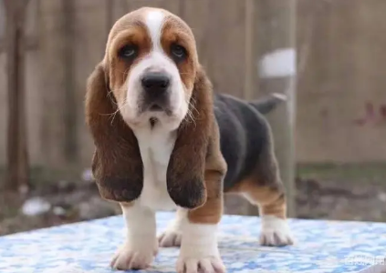 巴吉度猎犬好养吗？性格温顺喜黏人