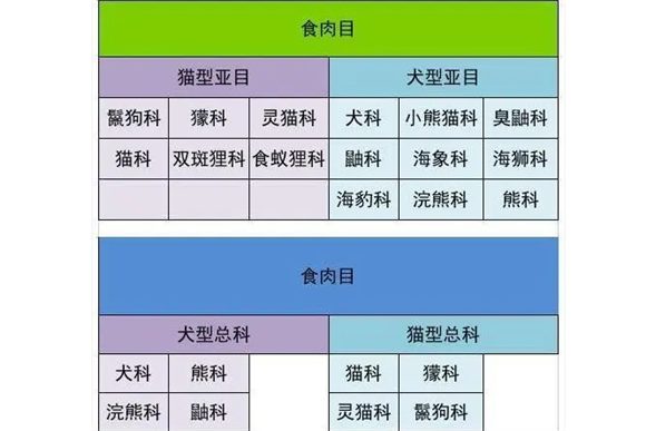 斑鬣狗：我不是狗，更不是肮脏的“小偷”
