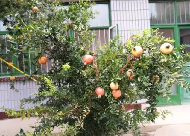 石榴树的寓意和象征
