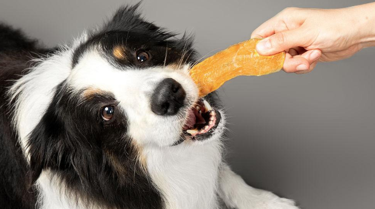 馋狗馋猫宠物零食能吃吗 馋狗馋猫宠物零食能吃吗