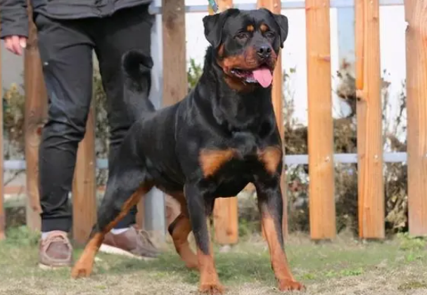 阜阳市禁养犬只名录