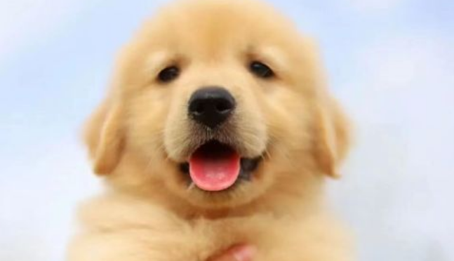小金毛犬价格多少钱一只