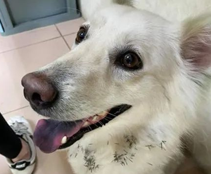 爱犬意外丢失,狗主第二天上班时被告知:有狗找你! 爱犬意外丢失,狗主第二天上班时被告知:有狗找你!