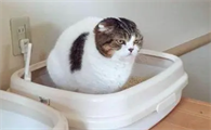 猫拉稀后又便秘的原因