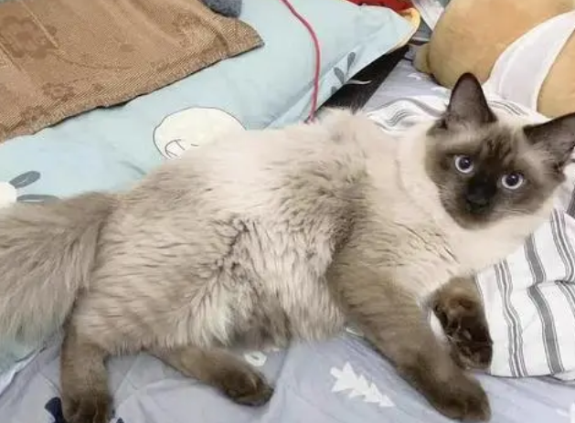 猫返祖是什么？是好还是坏？