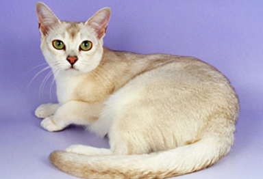 波米拉猫多大可以洗澡 波米拉猫洗澡注意事项 波米拉猫多大可以洗澡 波米拉猫洗澡注意事项