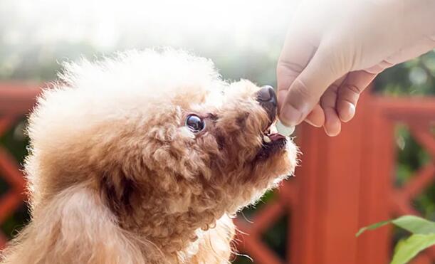 体内驱虫能杀死犬眼线虫吗