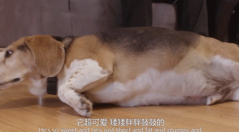 比格犬:明明有在运动,为什么瘦不下来? 比格犬:明明有在运动,为什么瘦不下来?