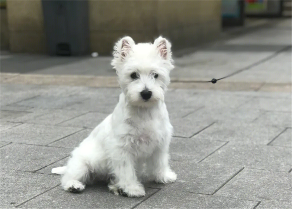 西部高地白梗能长多大?该犬属于小型犬 西部高地白梗能长多大?该犬属于小型犬