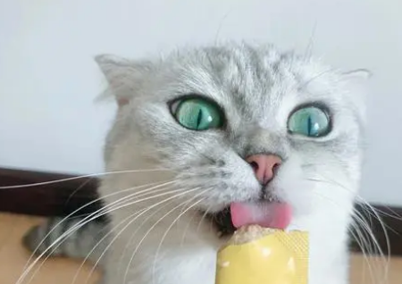 郝哧猫条价格