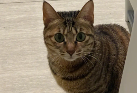 中国狸花猫的叫声