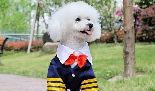 狗狗穿衣服的步骤