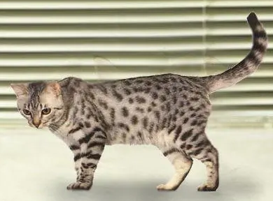 加州闪亮猫营养不良怎么办 营养不良解决办法