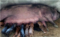 母猪产下仔猪被胎衣包住