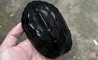 作为风水龟的一种，墨龟该如何挑选？