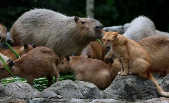 一群水豚收养了只流浪猫，橘猫＋水豚双倍可爱暴击宝子们