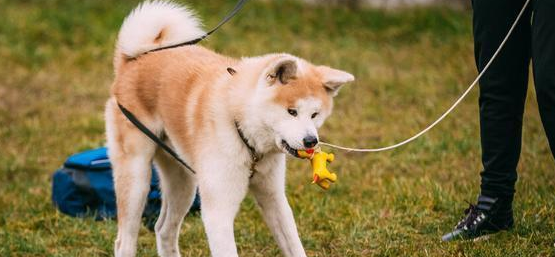 怎样训练秋田犬