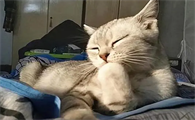 猫为什么老是舔小铃铛呢