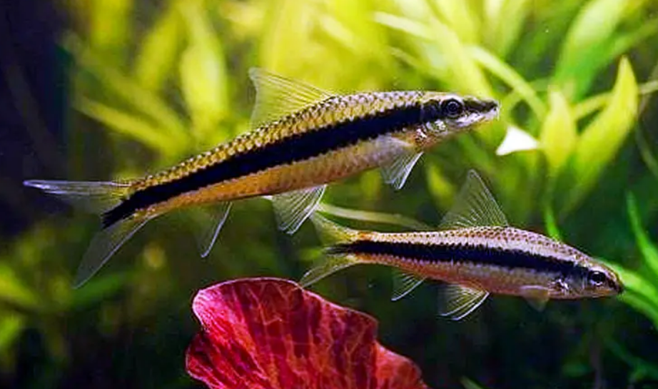 黑线飞狐怎么养 注意水族缸要加盖