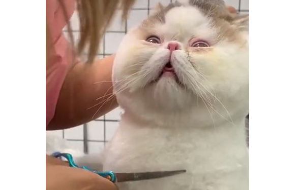 猫咪被强行剪毛，它一脸生无可恋，猫：我不要面子啊？