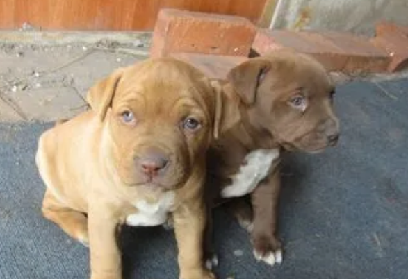 比特犬多少钱一只幼崽 比特犬多少钱一只幼崽