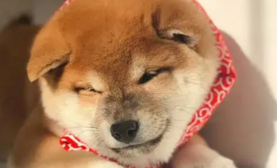 柴犬和秋田犬的区别