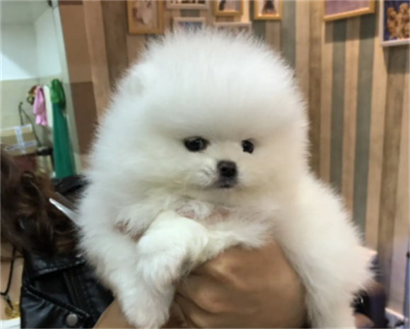 哪里有博美犬买 哪里有博美犬买
