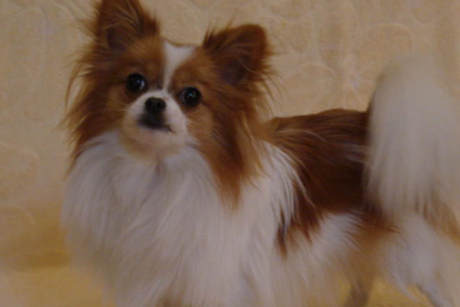 纯种蝴蝶犬多少钱一只