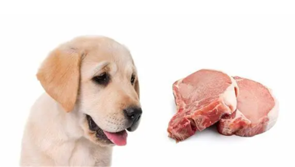 猪肉为什么不能喂狗