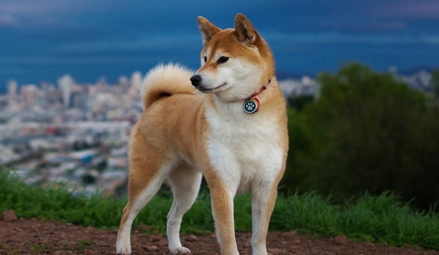 纯种柴犬是什么颜色