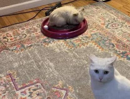 猫砂盆被兔子霸占，猫咪平时高冷一下子秒怂，表情很无辜