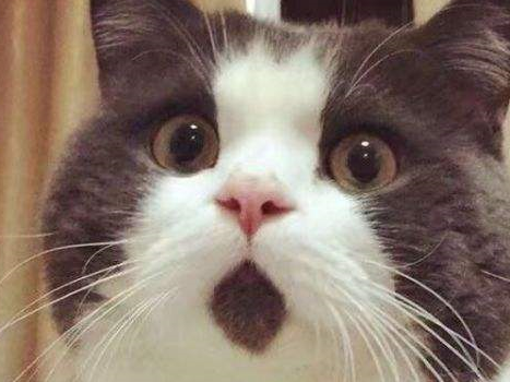 猫咪偷吃火腿肠，然后嫁祸给小猪