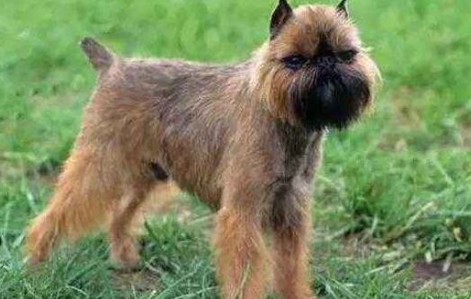 布鲁塞尔粗毛猎犬吃什么狗粮好?营养要全面 布鲁塞尔粗毛猎犬吃什么狗粮好?营养要全面