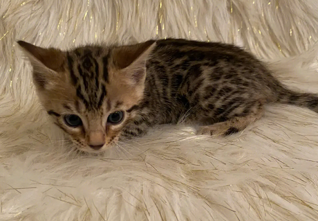 孟加拉猫（Bengal）：野性与温顺的完美结合