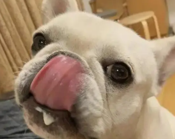 法斗狗可爱 法斗狗可爱