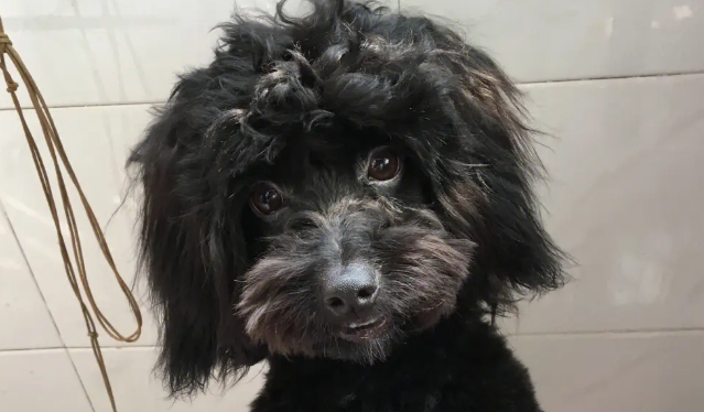 贵宾犬什么颜色正宗