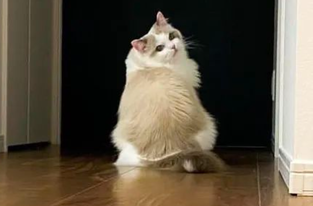 布偶母猫发情离家出走，寻爱俩月，归来却仍是完璧之身