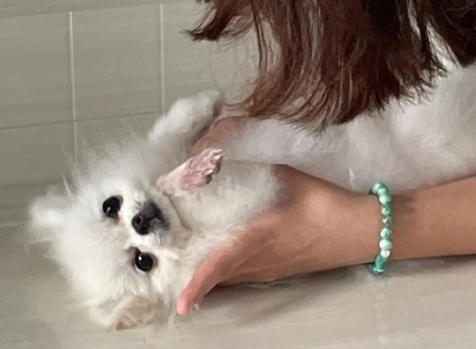 博美犬喜欢主人摸它哪