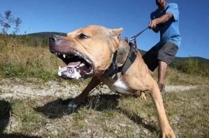 比特犬咬人怎么自救
