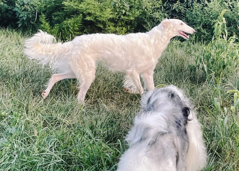 苏俄猎狼犬饲养 幼年时期的营养是最为重要 苏俄猎狼犬饲养 幼年时期的营养是最为重要