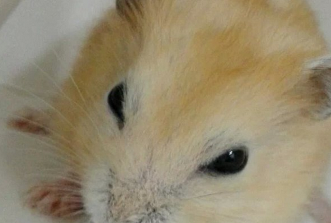 布丁仓鼠怎么分公母？通过其肛门和生殖器分辨