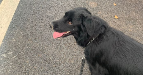 平毛寻回犬是土狗吗