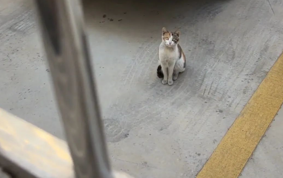 第一次见猫网恋奔现翻车现场，笑发财了