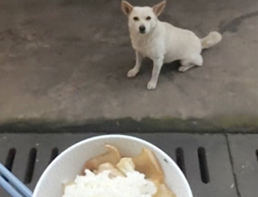 喂了几次流浪狗后,它竟带着朋友一起来讨食! 喂了几次流浪狗后,它竟带着朋友一起来讨食!