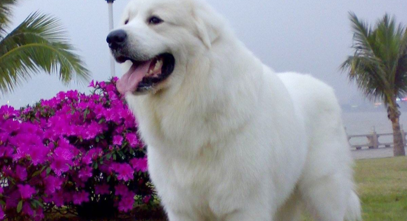 大白熊犬几个月开始猛长
