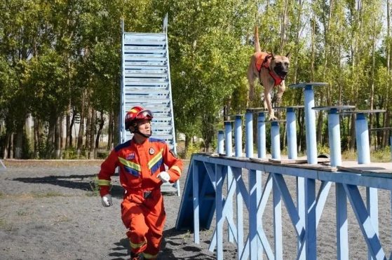 新疆消防救援总队全国第七届消防搜救犬比武备战侧记