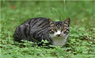 灰色狸花猫是串吗