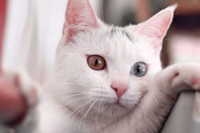 猫咪异瞳是怎么回事?来看看吧 猫咪异瞳是怎么回事?来看看吧