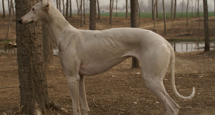 陕西细犬和山东细犬哪个好