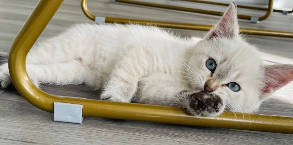 波米拉猫感染性腹泻如何治？感染性腹泻治疗方法
